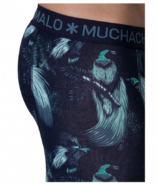 Muchachomalo  Short Print Solid 3 Pack Blue
