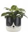 Balvi  Flower Pot Kitty Black White