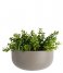 Present Time  Wall plant pot Oval wide ceramic matt Warm Grey(PT3384WG)