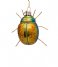 Vondels  Ornament glass scarabee glitter H8cm Blue Green